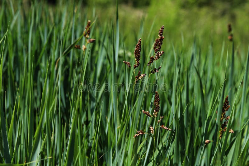 Sweetgrass - Hierochloe odorata