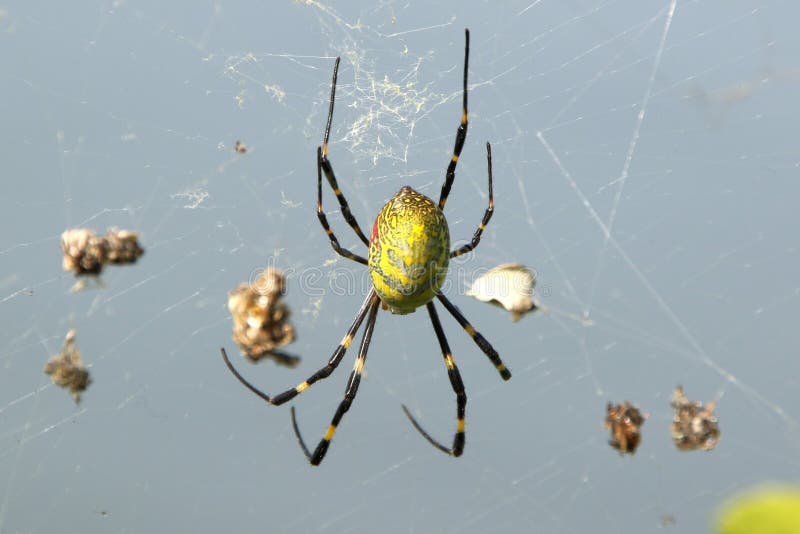 High angle closeup shot of an exotic yellow spider with big legs stock images High angle closeup shot of an exotic yellow spider with big legs stock images
