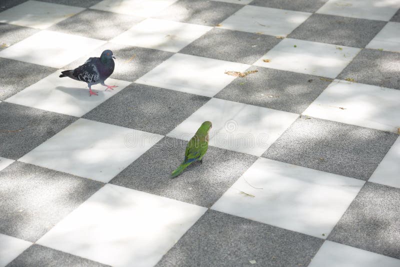 High angle closeup shot of a pigeon and a green parrot on the ground stock photography