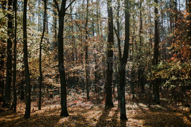 High angle shot of a beautiful forest scene in autumn with tall trees and the leaves on the ground