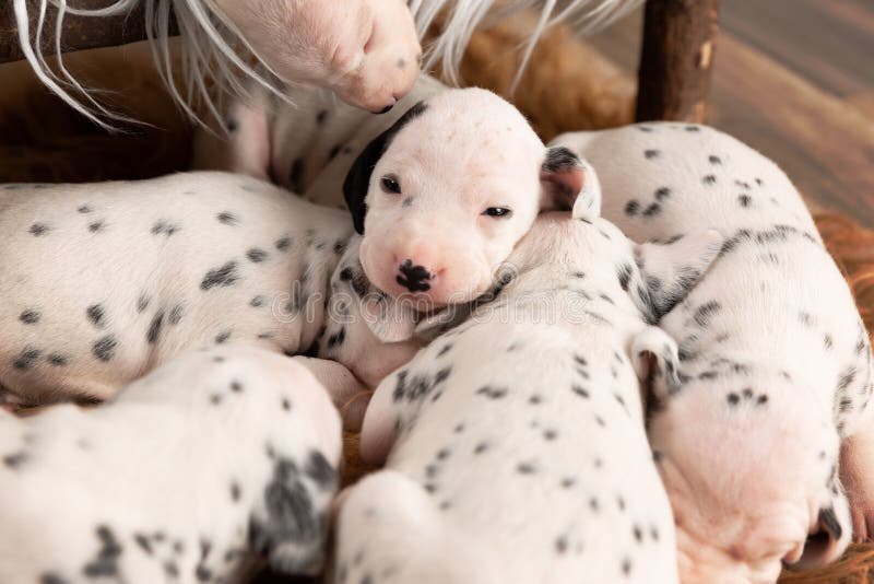 how many puppies can a dalmatian have