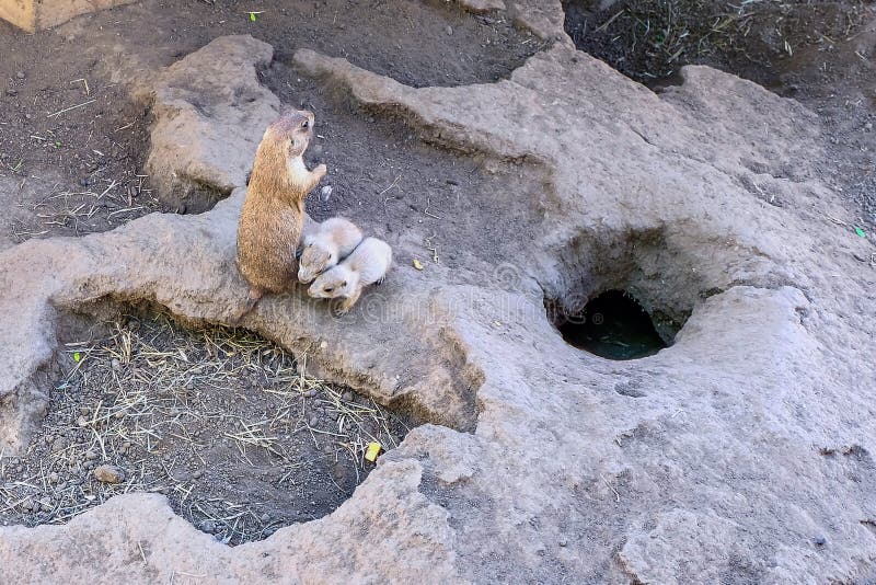 High angle shot of a groundhog burrow with babies near a hole