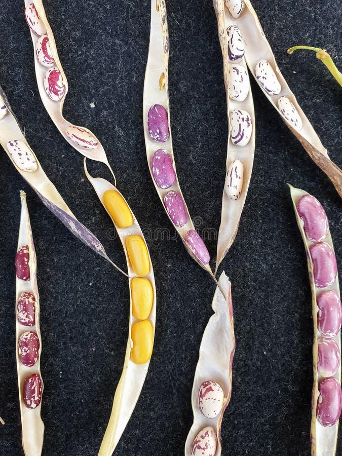 High Angle of Opened Kidney Beans Pod, Group of Opened Colorful Kidney