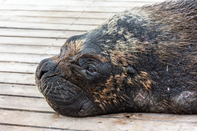 High angle shot of a walruses lying on a wooden floor stock photos