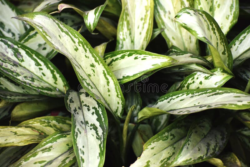 High Angle Snap of a Decorative Plant Stock Photo Image of decorative