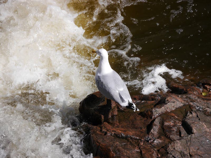 High angle view of a bird standing at a stream royalty free stock images
