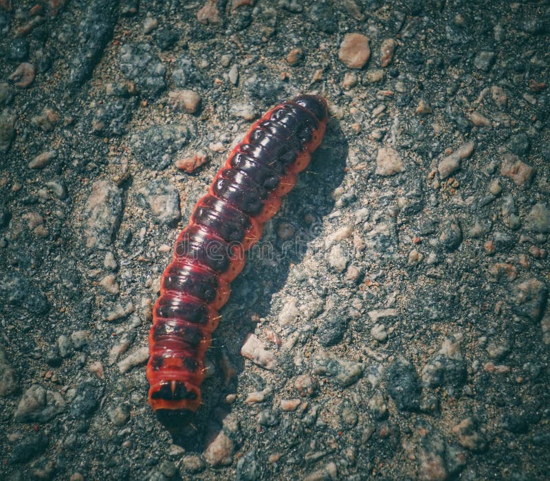 High angle view of caterpillar on road stock photo