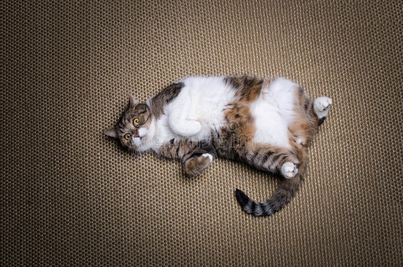 Overweight Cat Lying On Back Stock Photo Image of belly, sisal 187236678