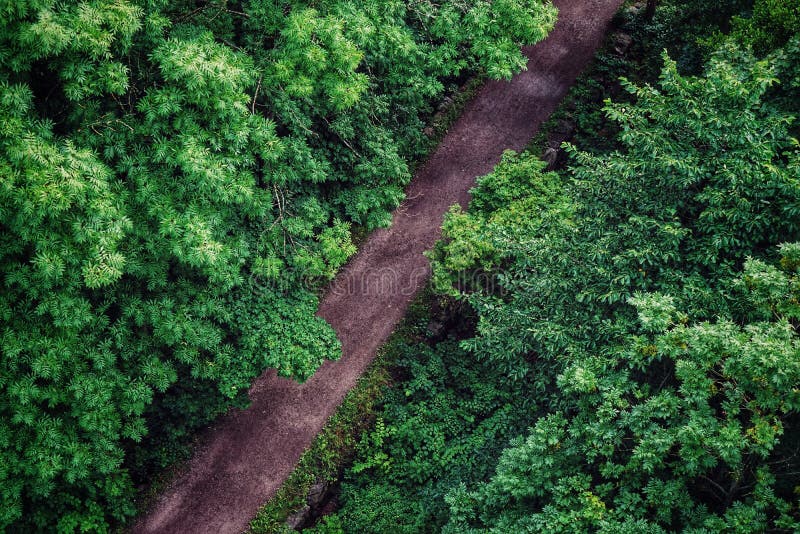 High angle view of dirtroad in forest stock photo