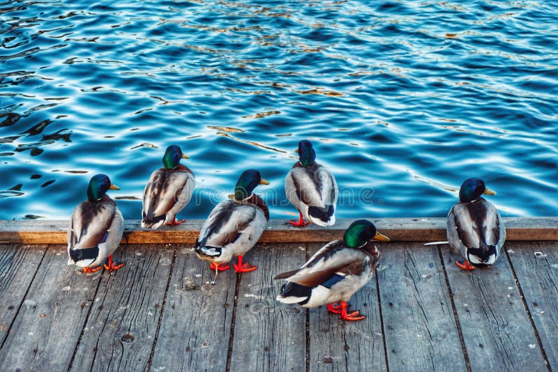 High angle view of ducks standing next to lake royalty free stock images
