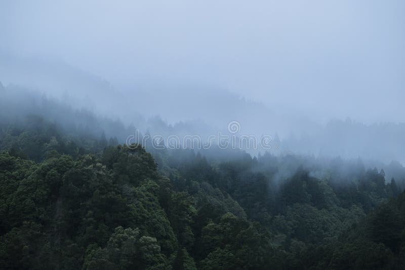 High angle view of a forrest on a foggy morning royalty free stock photo
