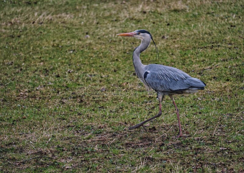 High angle view of gray heron perching on grassy field royalty free stock images
