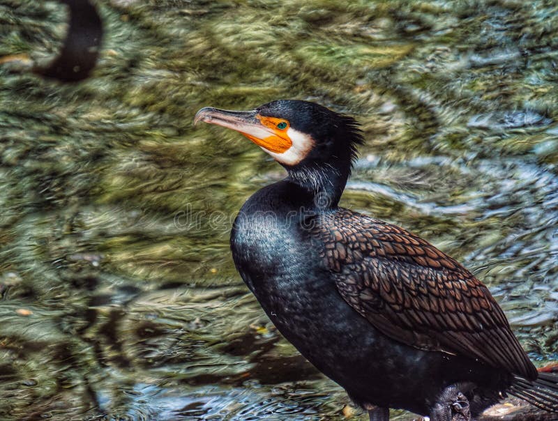 High angle view of a great cormorant stock images