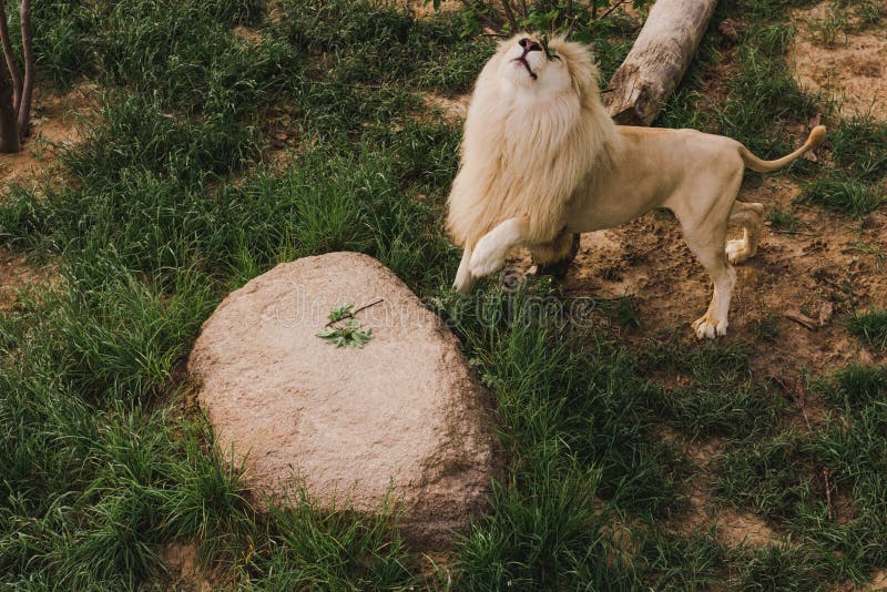 high angle view of lion with head up standing on grass stock images high angle view of lion with head up standing on grass stock images