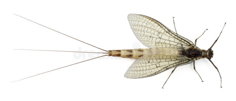 High angle view of Mayfly, Ephemera danica royalty free stock images