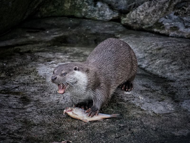 High angle view of otter on rock royalty free stock photos