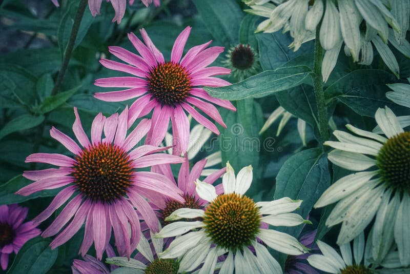 High angle view of pink flowering plants stock image