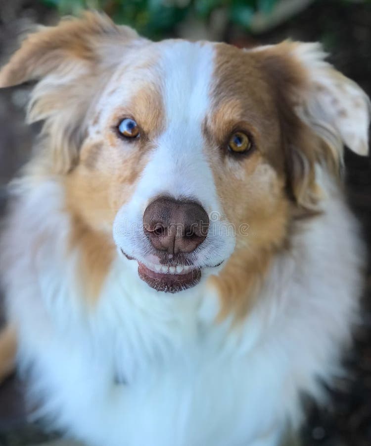 merle aussie dog
