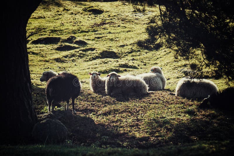 High angle view of sheep on field royalty free stock photos