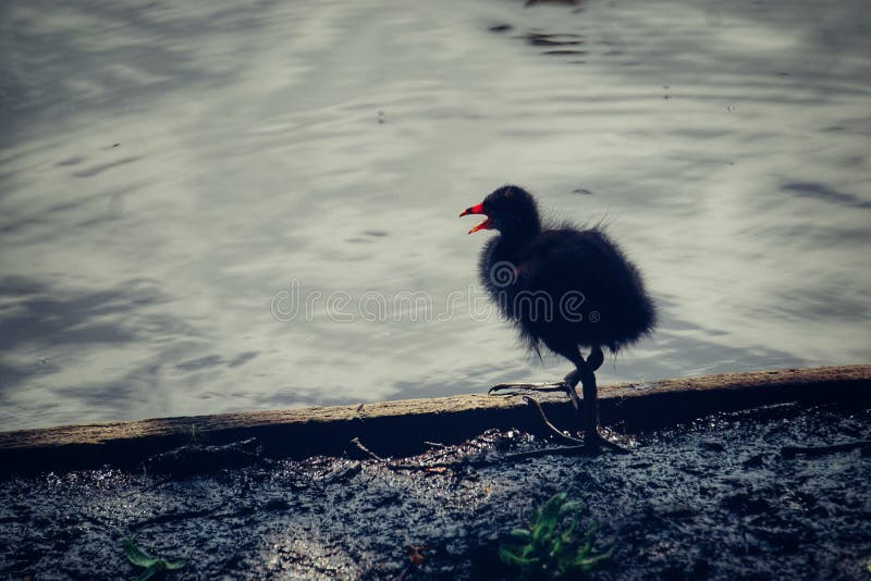 High angle view of young moorhen perching on shore stock photo