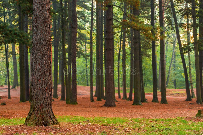 High coniferous evergreen trees, beautiful landscape