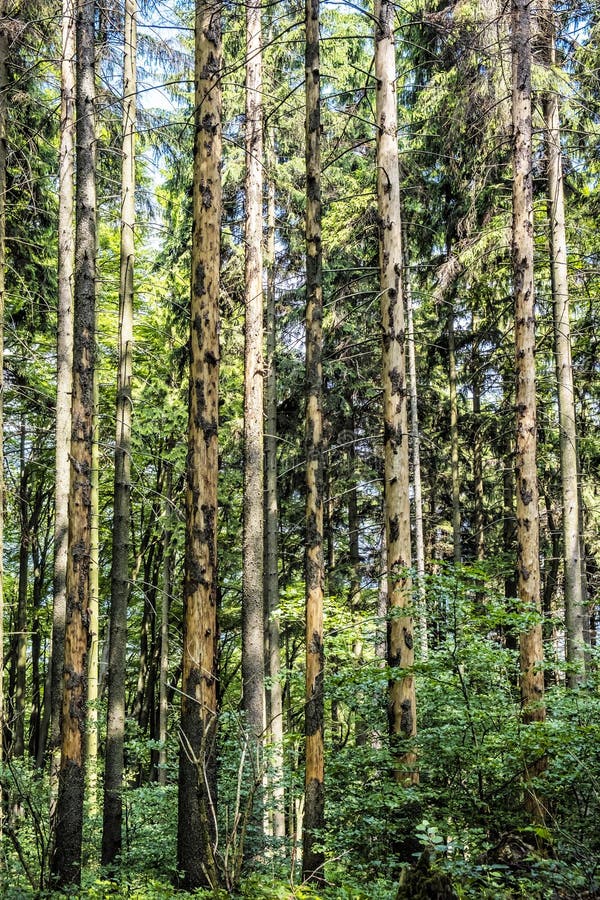 High coniferous trees, Sulov rocks, Slovakia