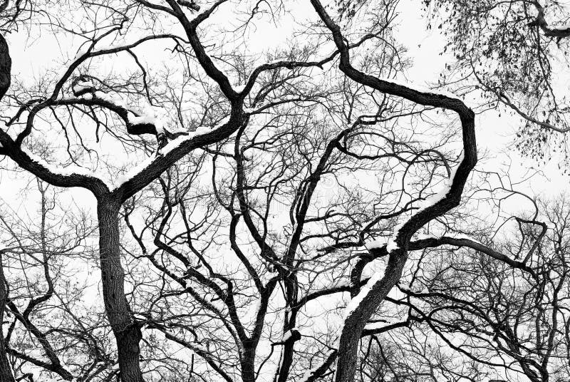 High Contrast Forest Silhouette stock images