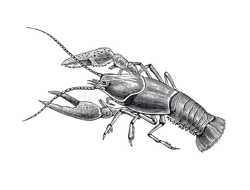 How To Draw A Crawfish : Crawfish Drawing High Res Stock Images