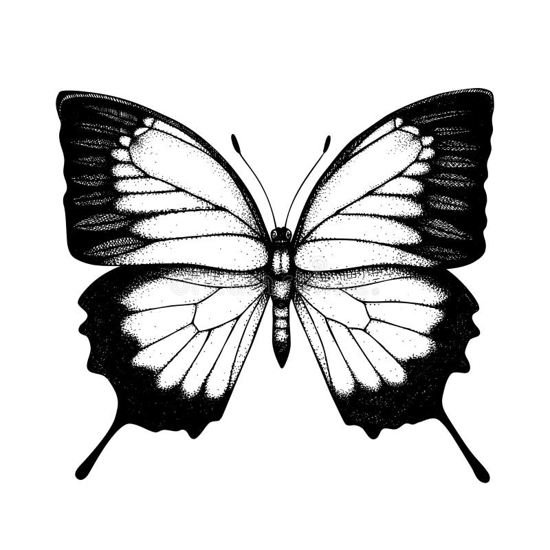 High Detailed Illustration of Ulysses Butterfly. Hand Drawn Insect ...