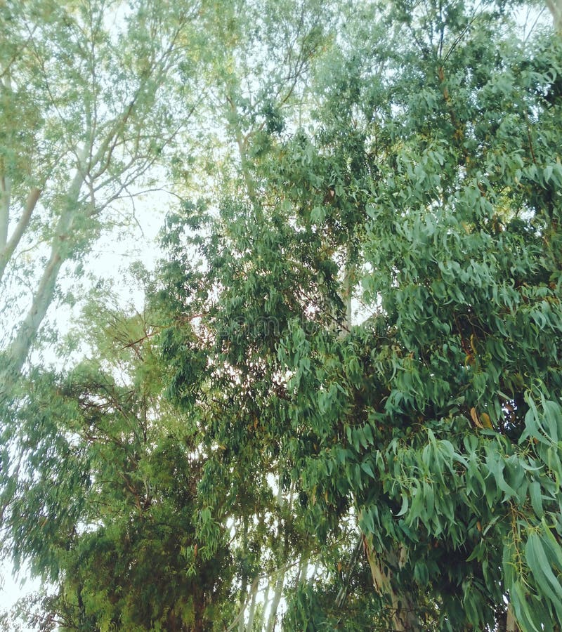 Eucalyptus trees in forest stock image. Image of woods 248464083