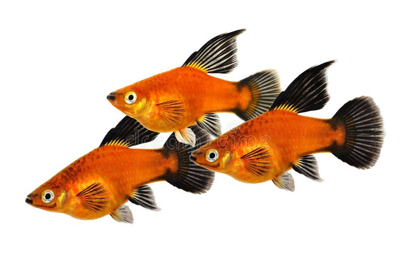 High Fin Red Wag Platy Xiphophorus Maculatus Mickey Mouse Platy Aquarium  Fish Stock Image - Image of nature, aquatic: 178801773