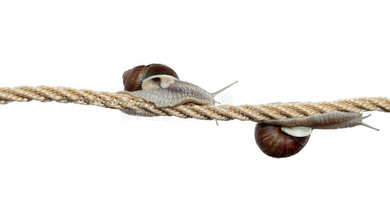 High-flying snails on cord