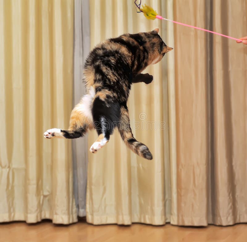 High jumping cat
