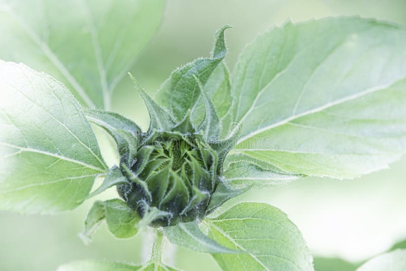 High key sunflower bud stock image. Image of airy, blossom 247873701
