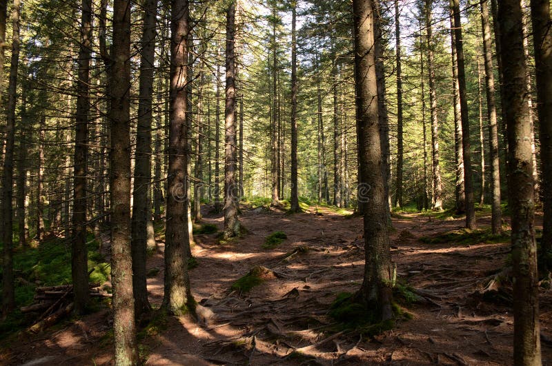 High Old Trees Grow on the Slopes of the Mountains. the Conquest of