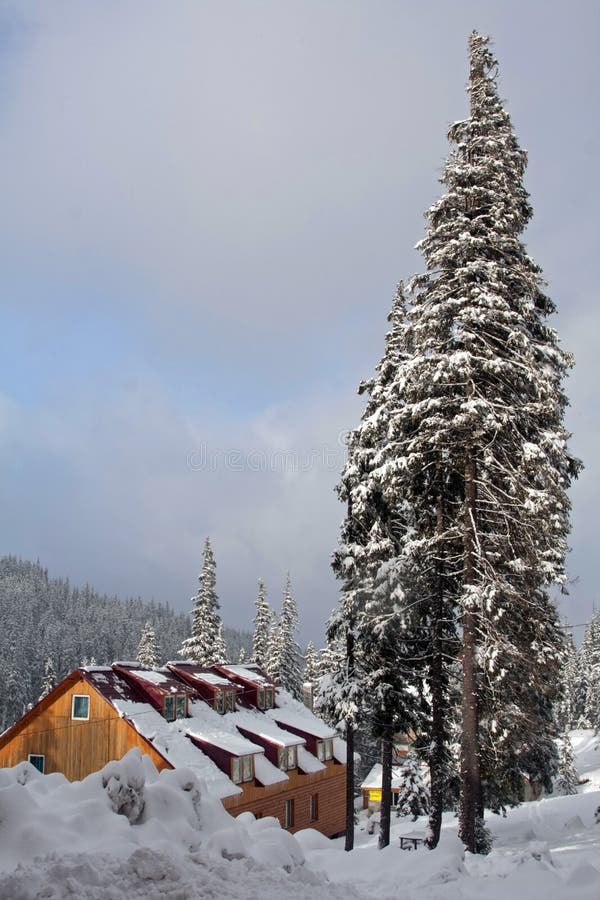 High pine near winter house