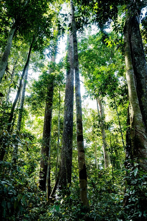 High Pine  Tree In Sumatra  Rainforest Untouched Enviroment 
