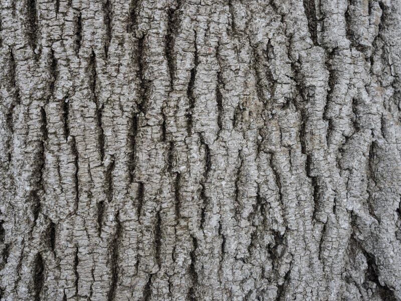 High quality bark closeup background and texture stock photography