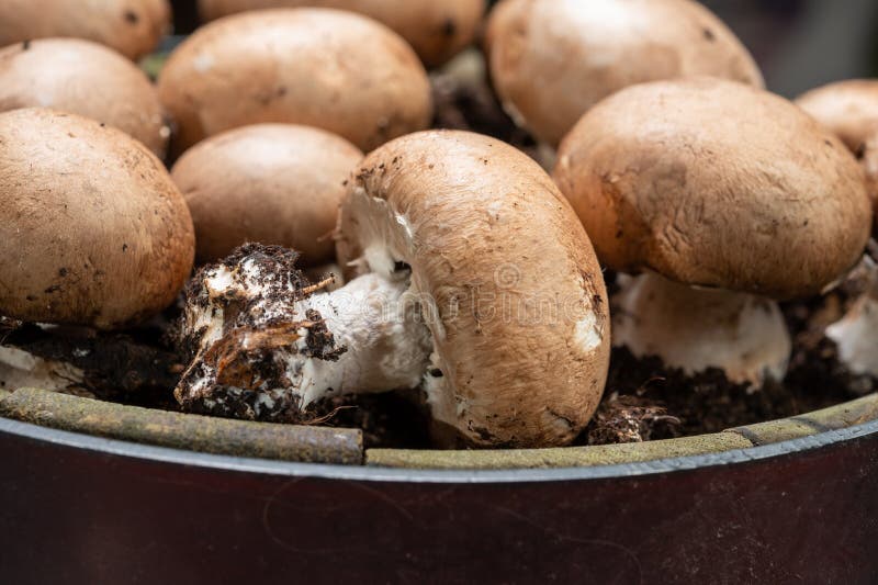 High Quality Organic Brown Champignon Mushrooms Growing In Caves