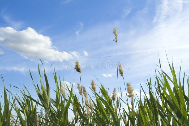Reed Against Sunset in Autumn Stock Photo Image of bloom, flora