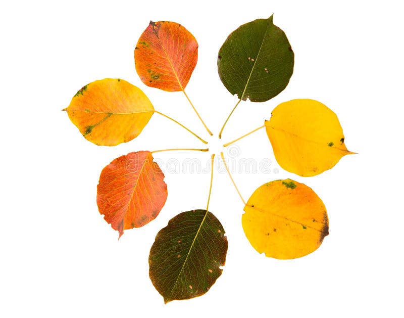 Pear Tree Leaves isolated stock photo. Image of image - 10038372