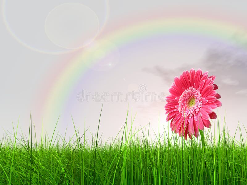 High resolution 3d green grass over a blue sky with a rainbow as background and a nice pink gerbera flower. High resolution 3d green grass over a blue sky with a rainbow as background and a nice pink gerbera flower