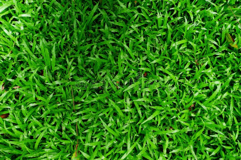 Hình ảnh cỏ xanh nền cao độ là một lựa chọn hoàn hảo cho những người yêu thích thiên nhiên và sự sống động. Với độ phân giải cao và màu sắc tươi trẻ, hình nền này sẽ giúp tạo ra một không gian mới mẻ và đẹp mắt trên màn hình của bạn.