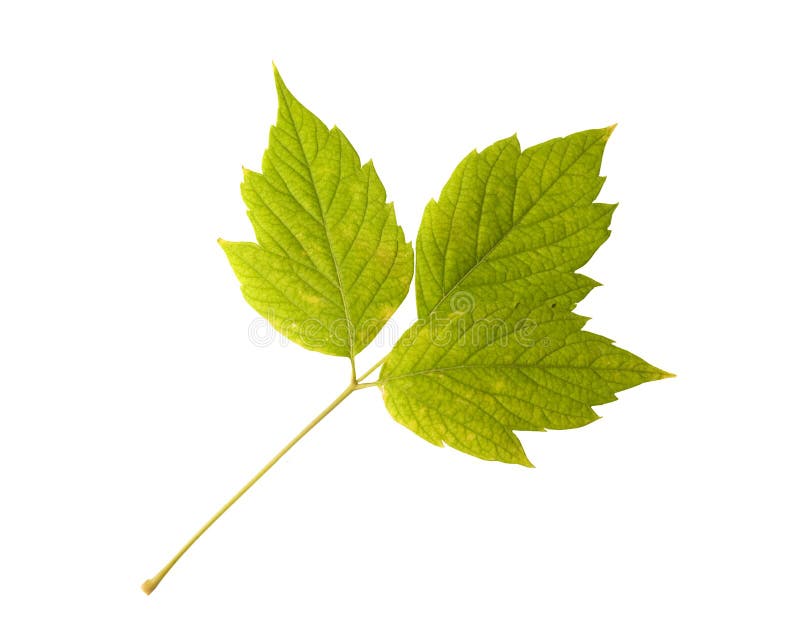 High resolution leaf of maple tree