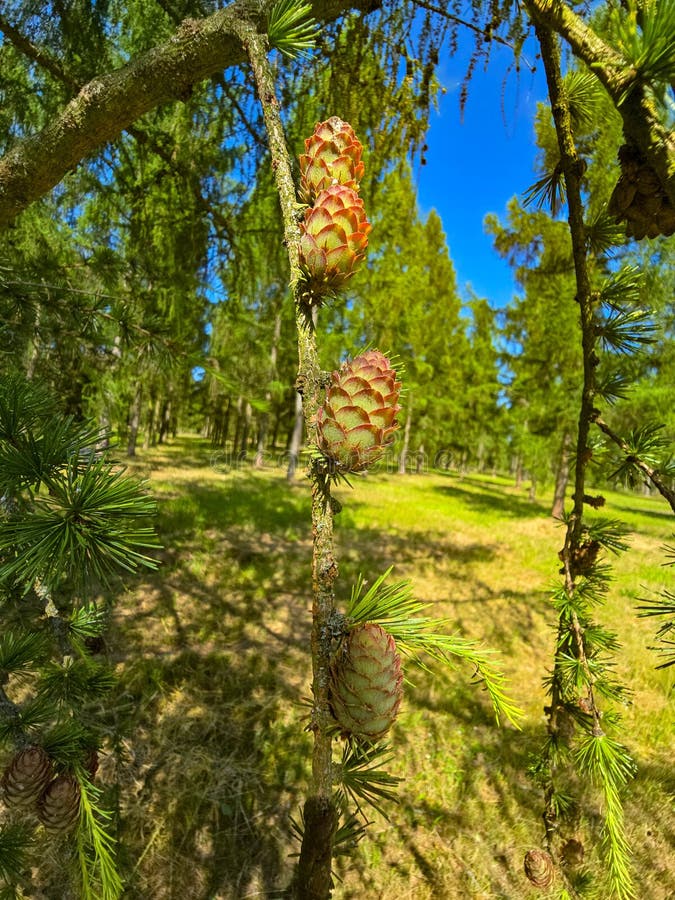 Evergreen Conifer Trees in Natural Forest Setting