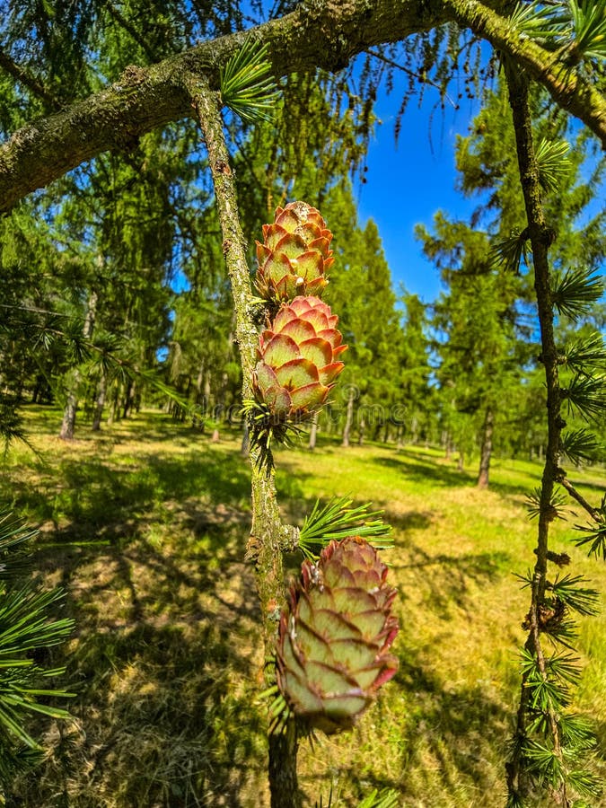 Evergreen Conifer Trees in Natural Forest Setting