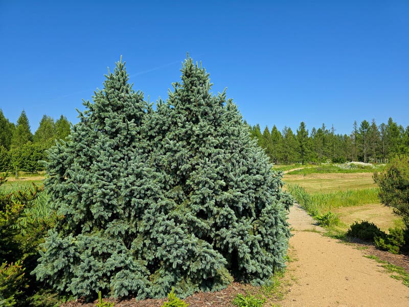 Evergreen Conifer Trees in Natural Forest Setting