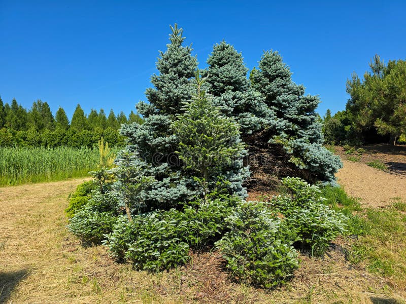 Evergreen Conifer Trees in Natural Forest Setting