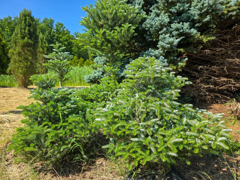 Evergreen Conifer Trees in Natural Forest Setting