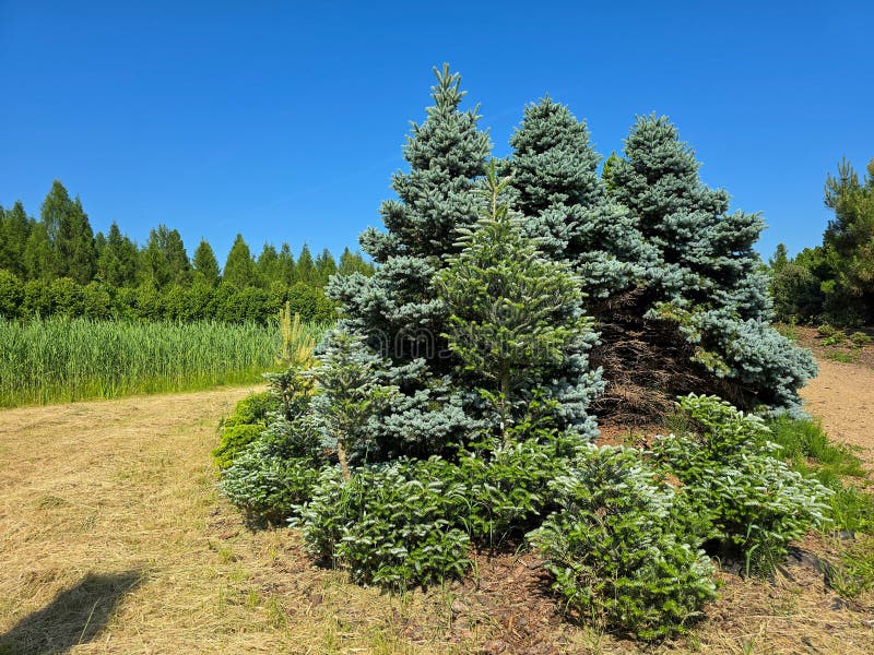 Evergreen Conifer Trees in Natural Forest Setting